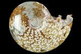 Polished, Agatized Ammonite #97340-1